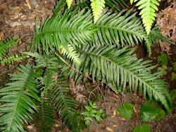 Blechnum kermadecense. Mature plant with monomorphic fertile and sterile fronds.
 Image: P.J. de Lange © Peter de Lange All rights reserved